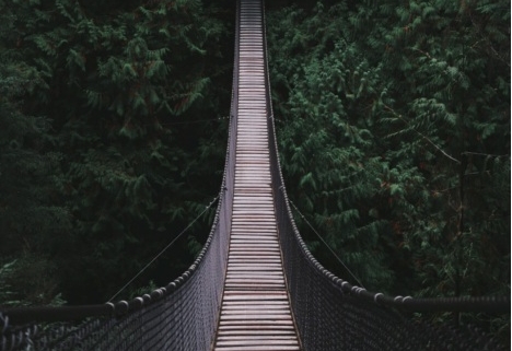 A bridge going into the forest.